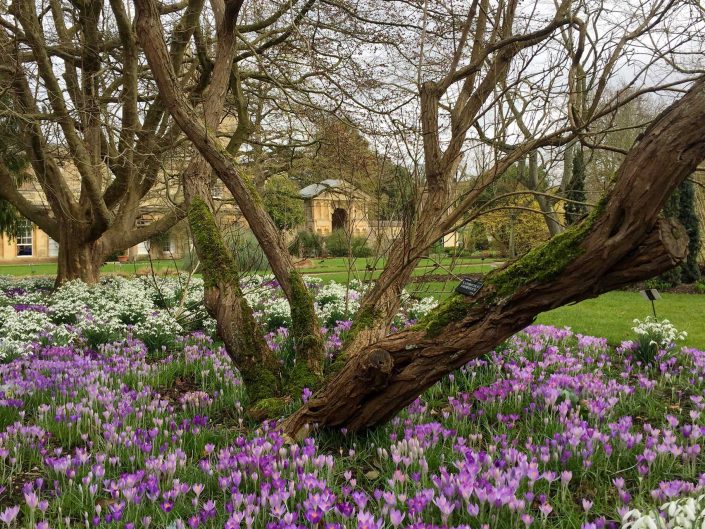 The University of Oxford Botanic Garden