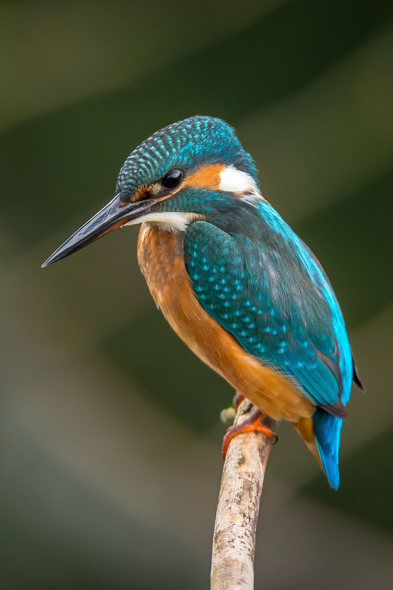 kingfisher-at-magdalen-college-oxford-university