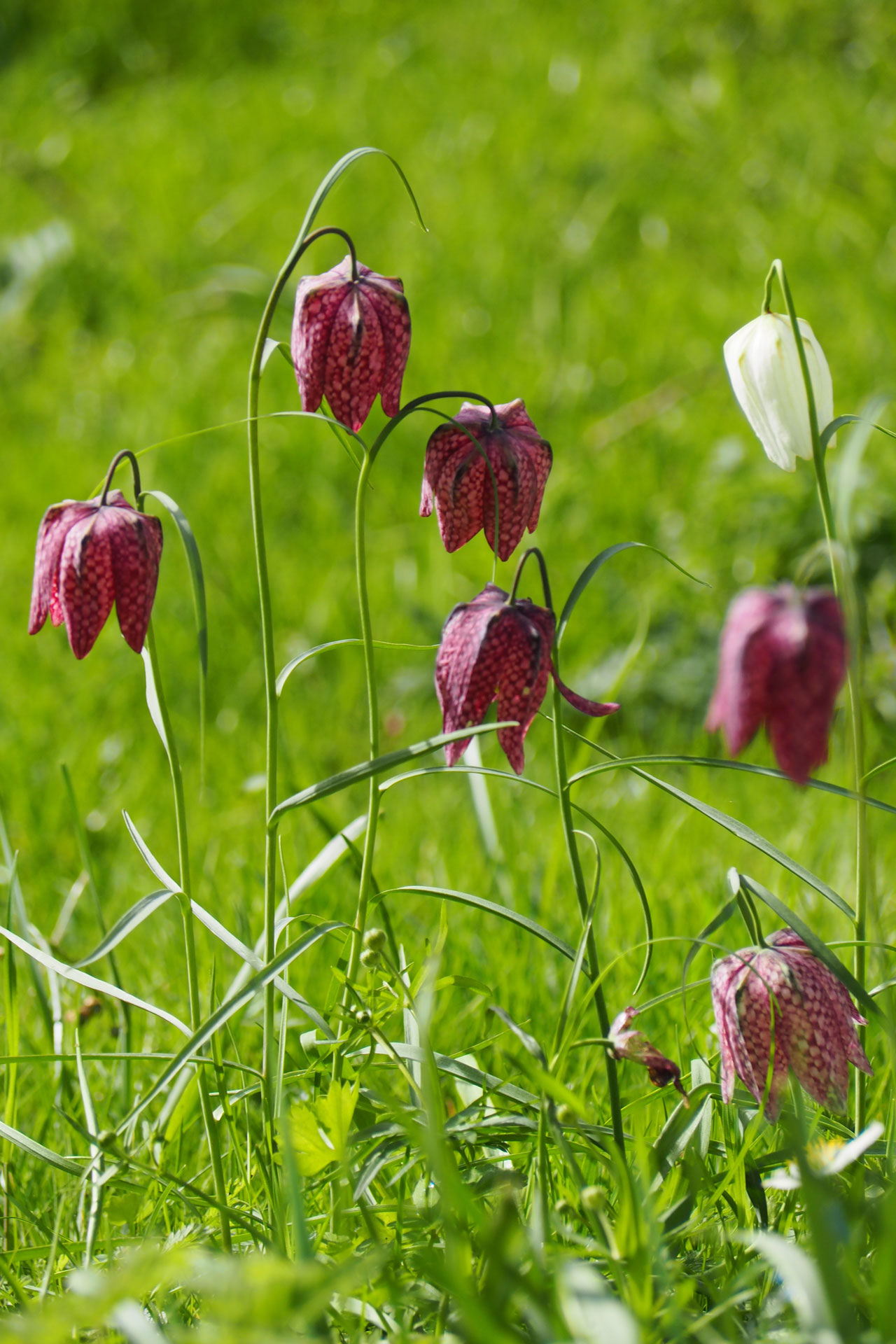 snakes-head-fritillary-at-magdalen-college-oxford-oxfordshire-17