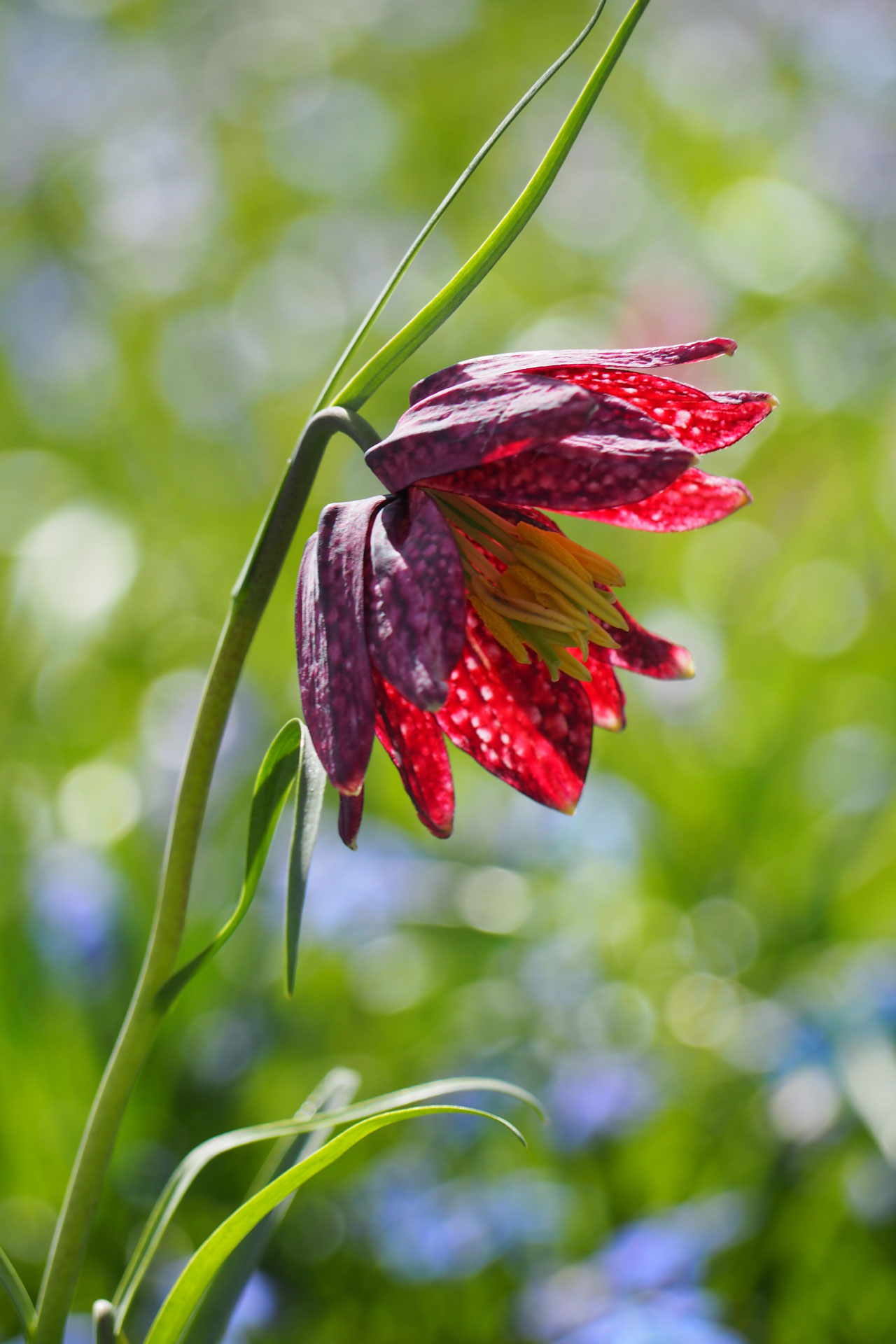 snakes-head-fritillary-at-magdalen-college-oxford-oxfordshire-2
